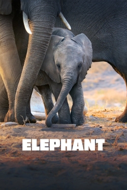 Elephant full