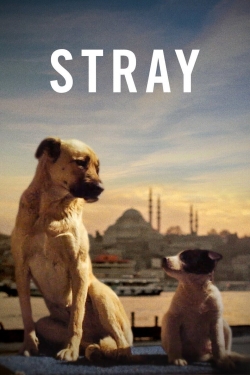 Stray full